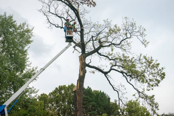Professional Tree Care in Lower Grand Lagoon, FL