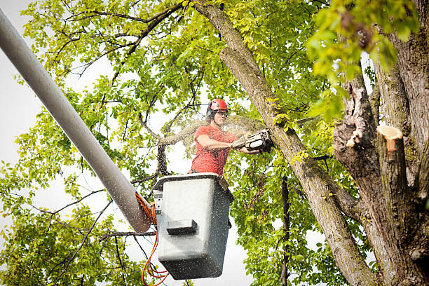 Tree and Shrub Care in Lower Grand Lagoon, FL